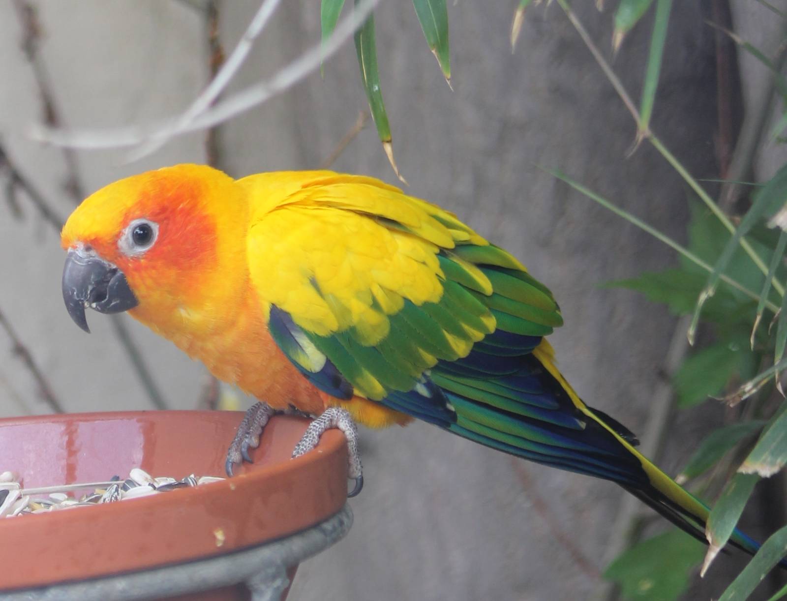 Sun conure