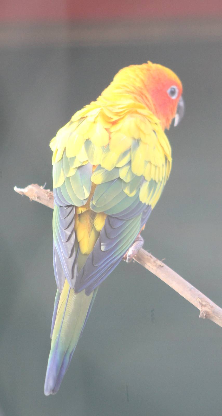 Sun conure