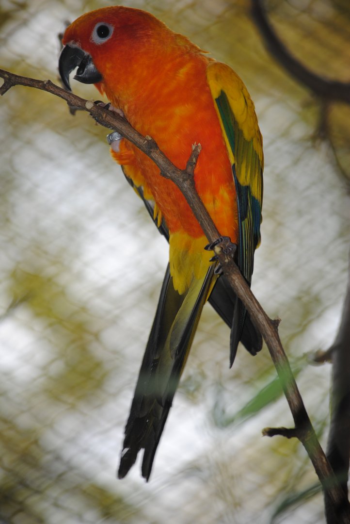 Sun Conure