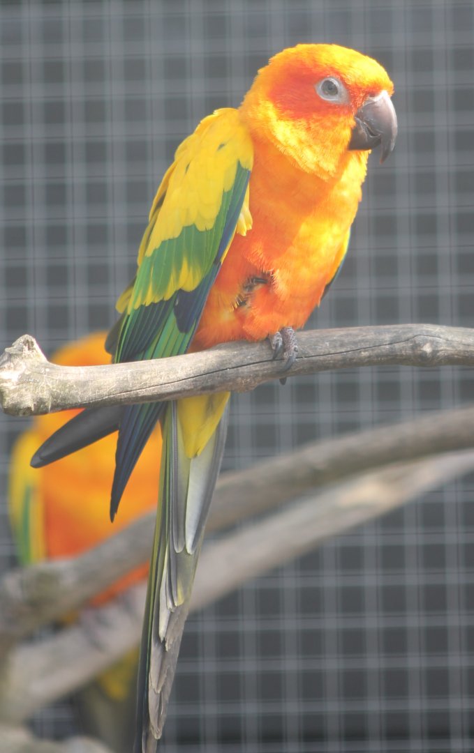 Sun conure