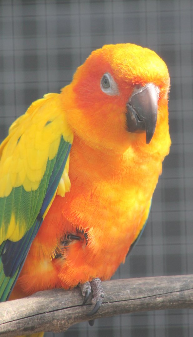 Sun conure