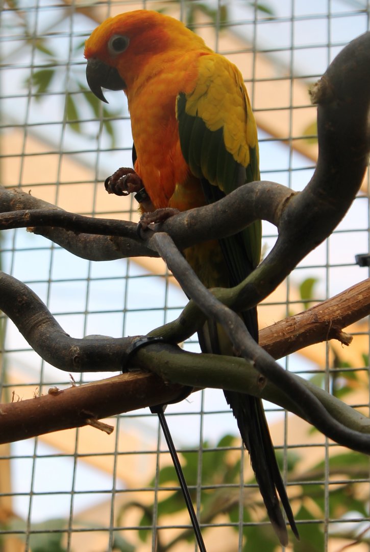 Sun conure