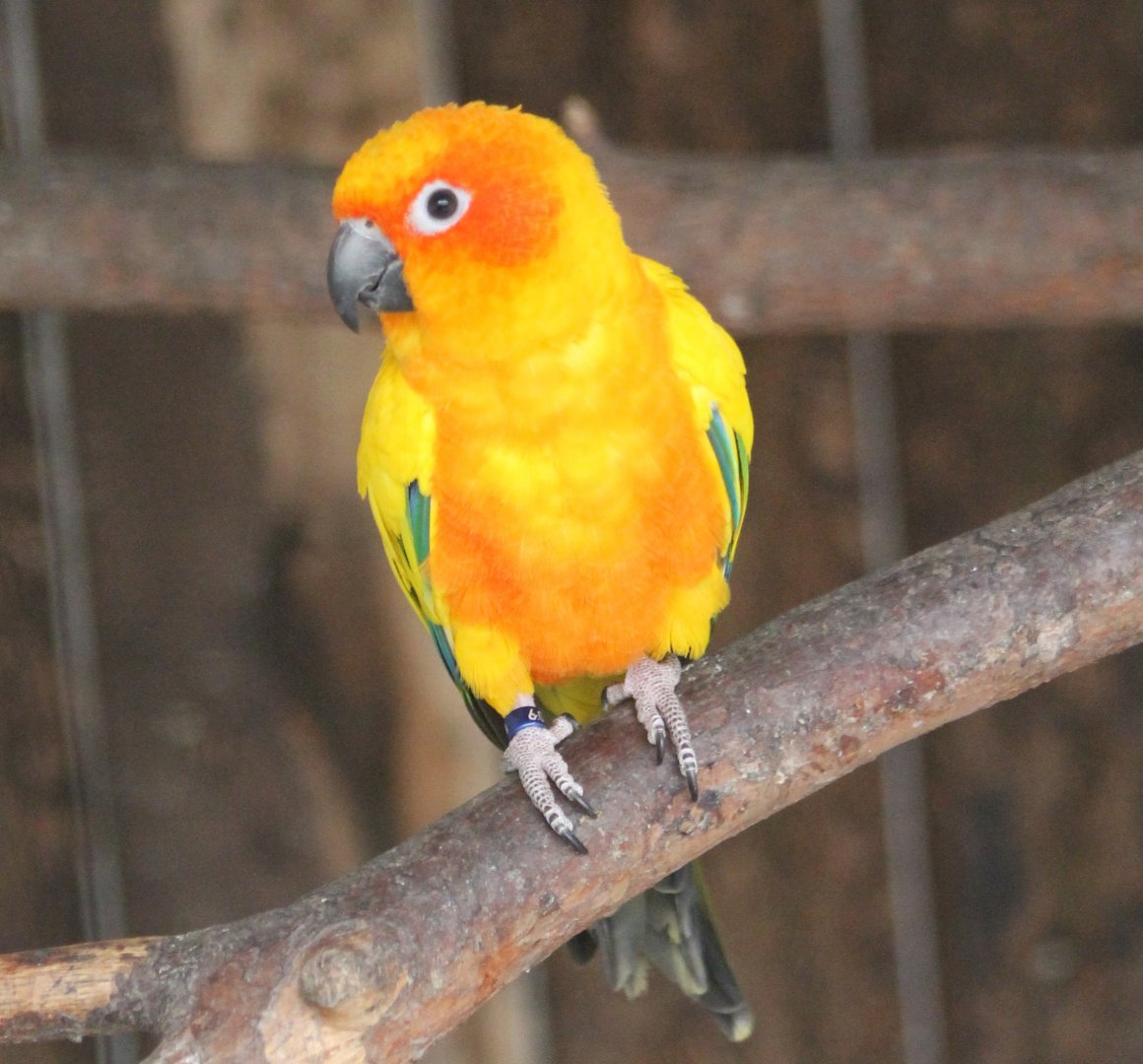 Sun conure