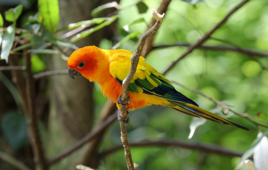 Sun Conure