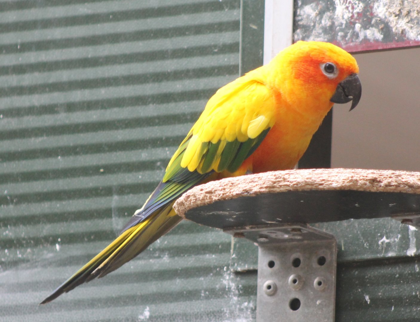 Sun conure