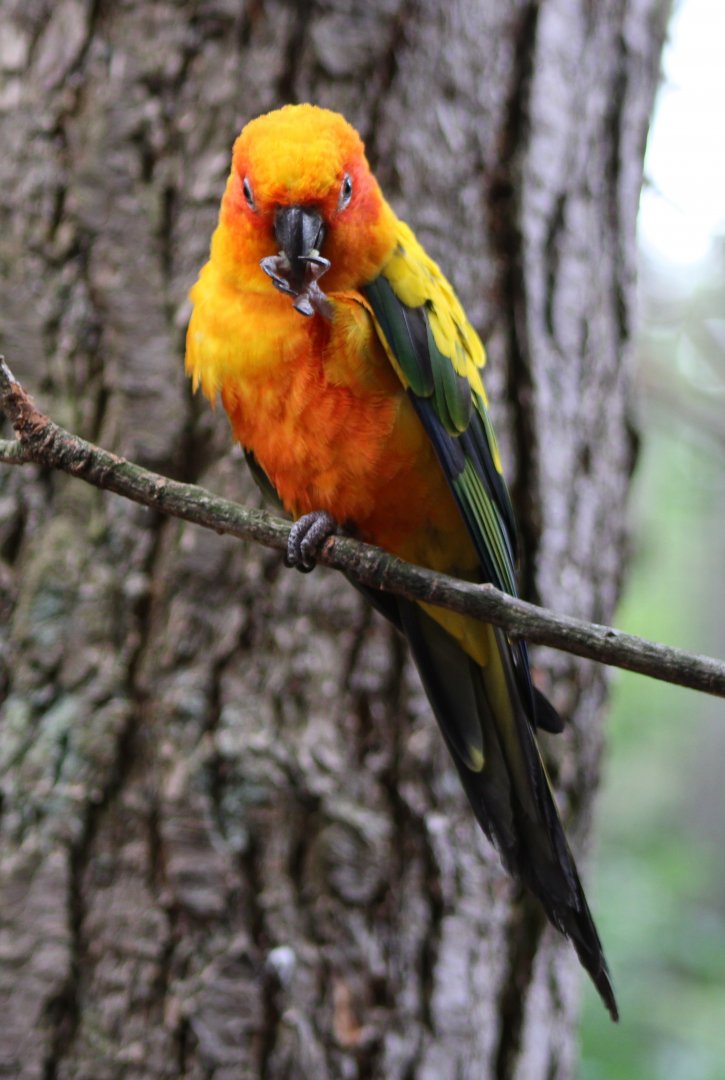 Sun conure