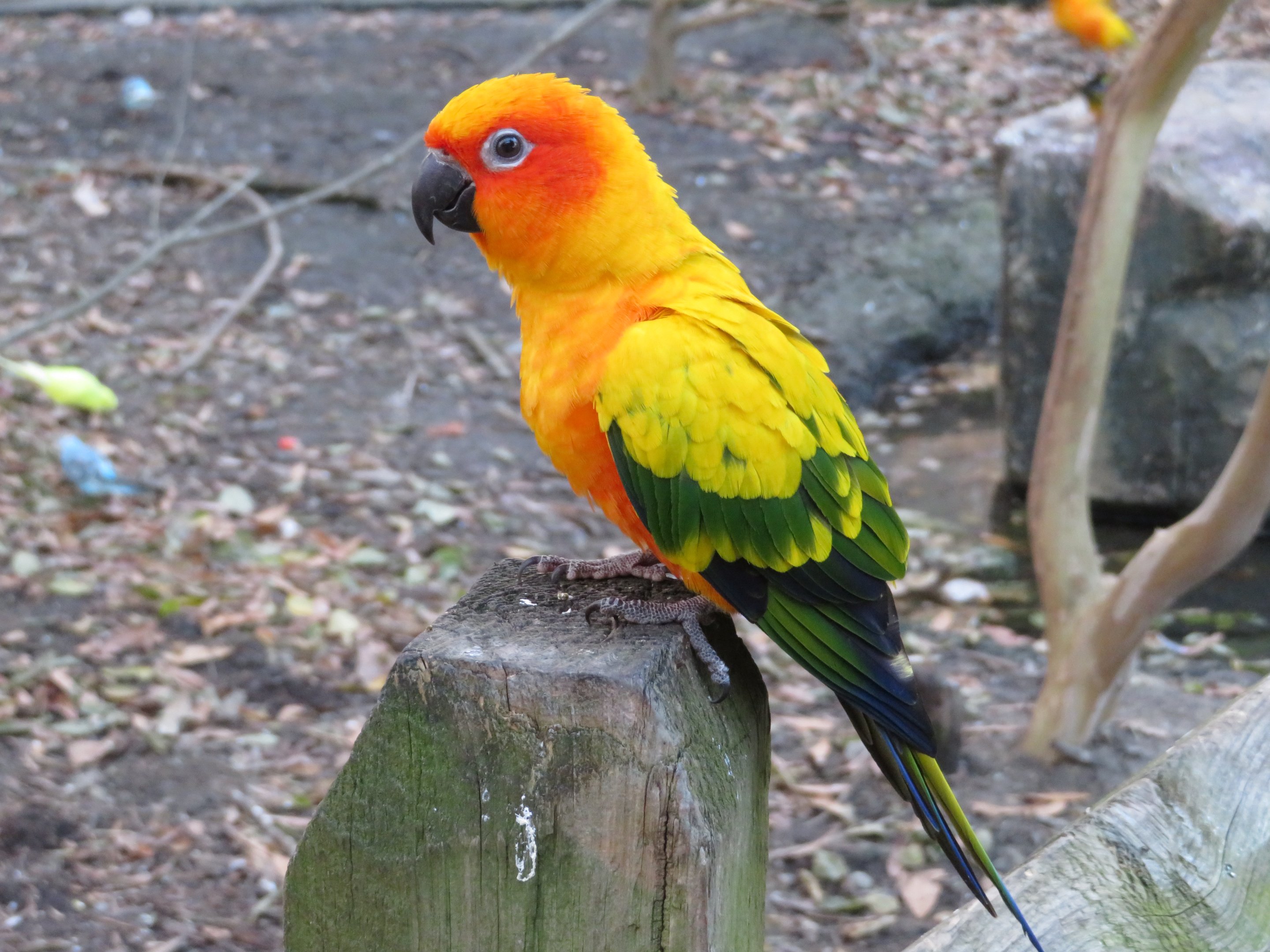 Sun Conure