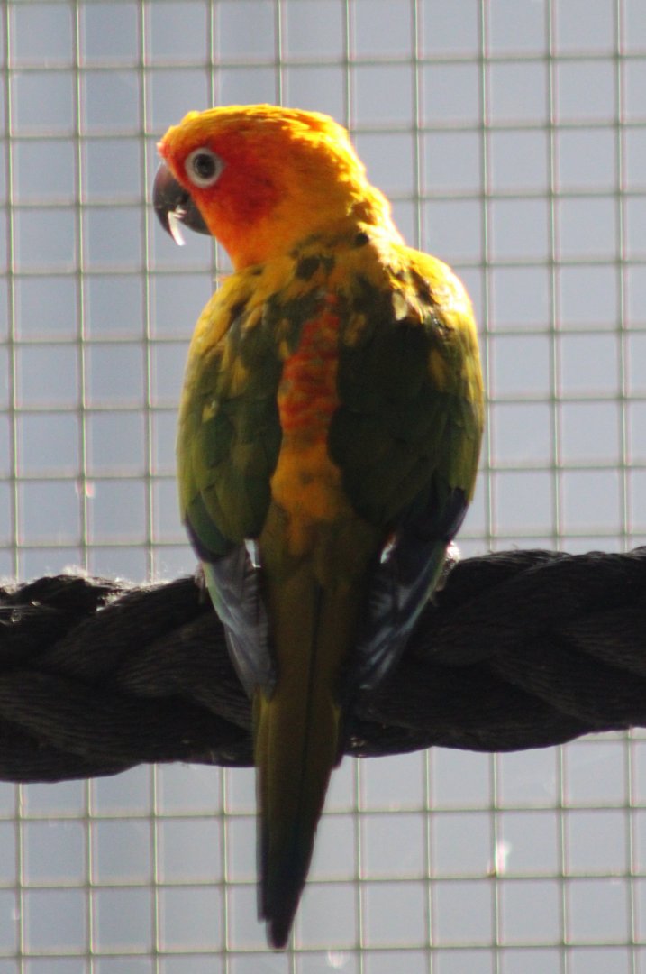 Sun conure