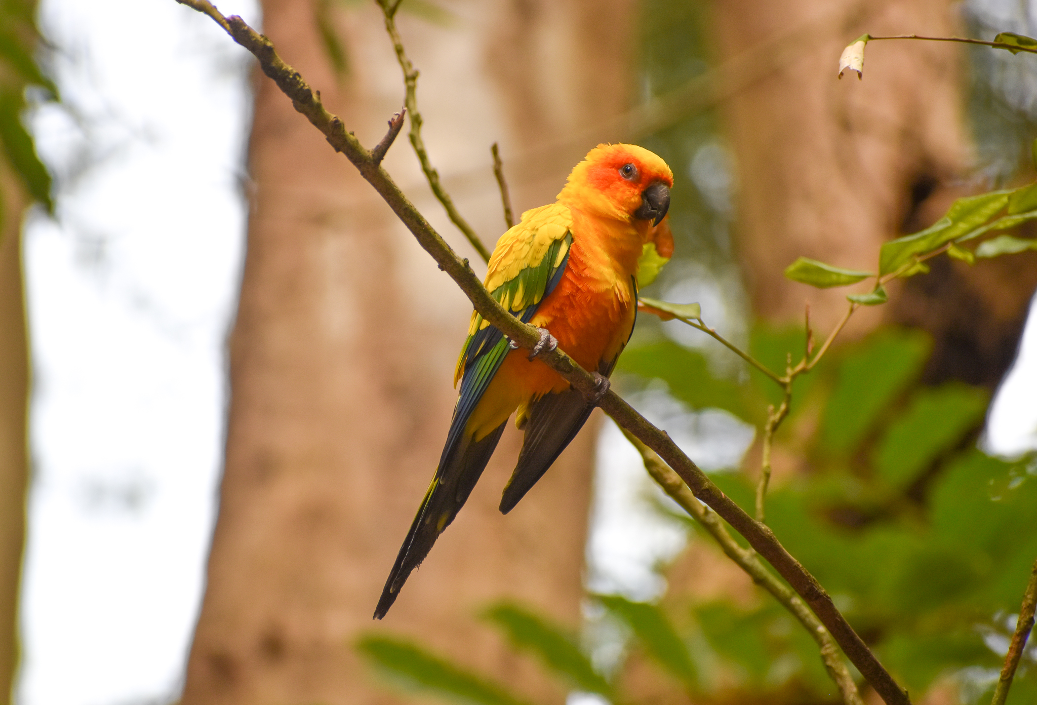 Sun Conure