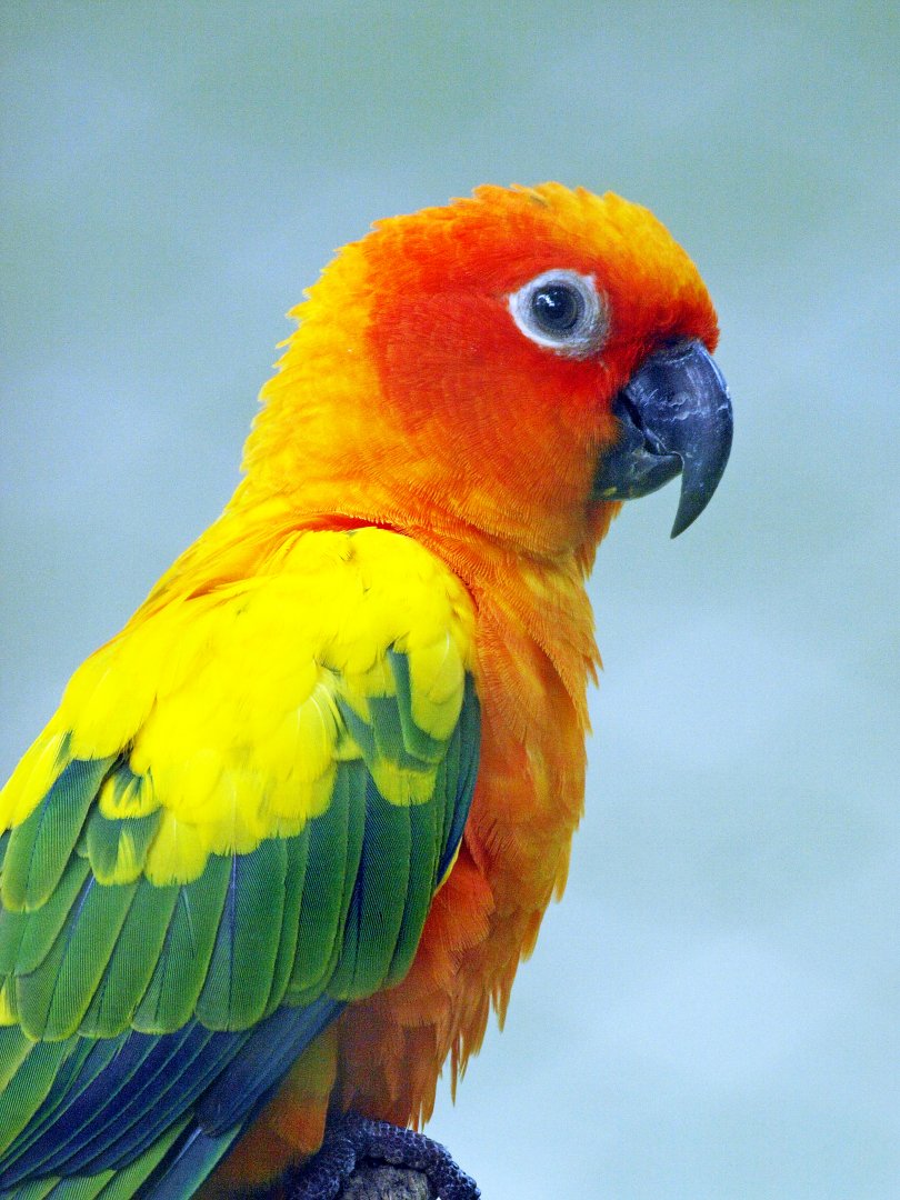 Sun conure