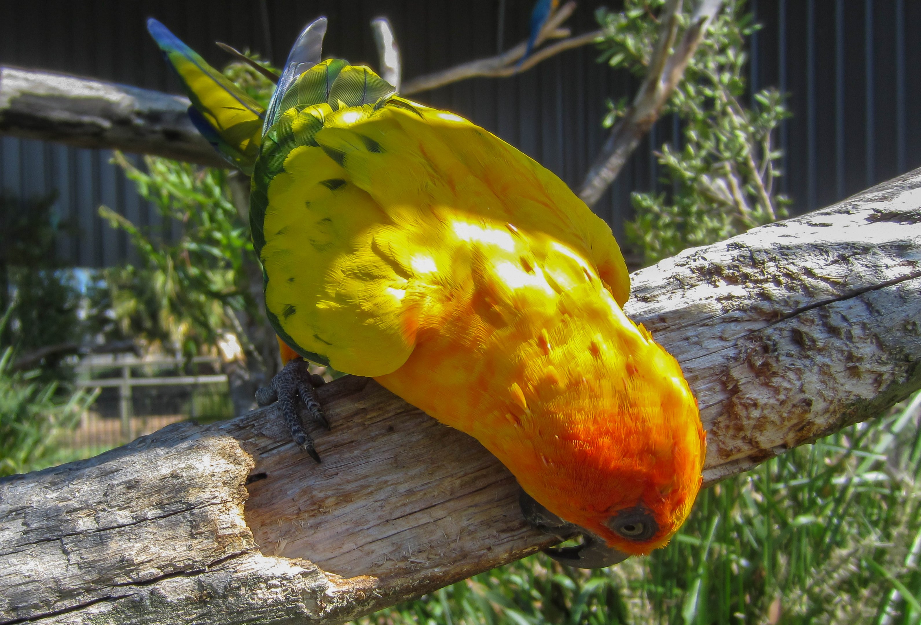 Sun Conure
