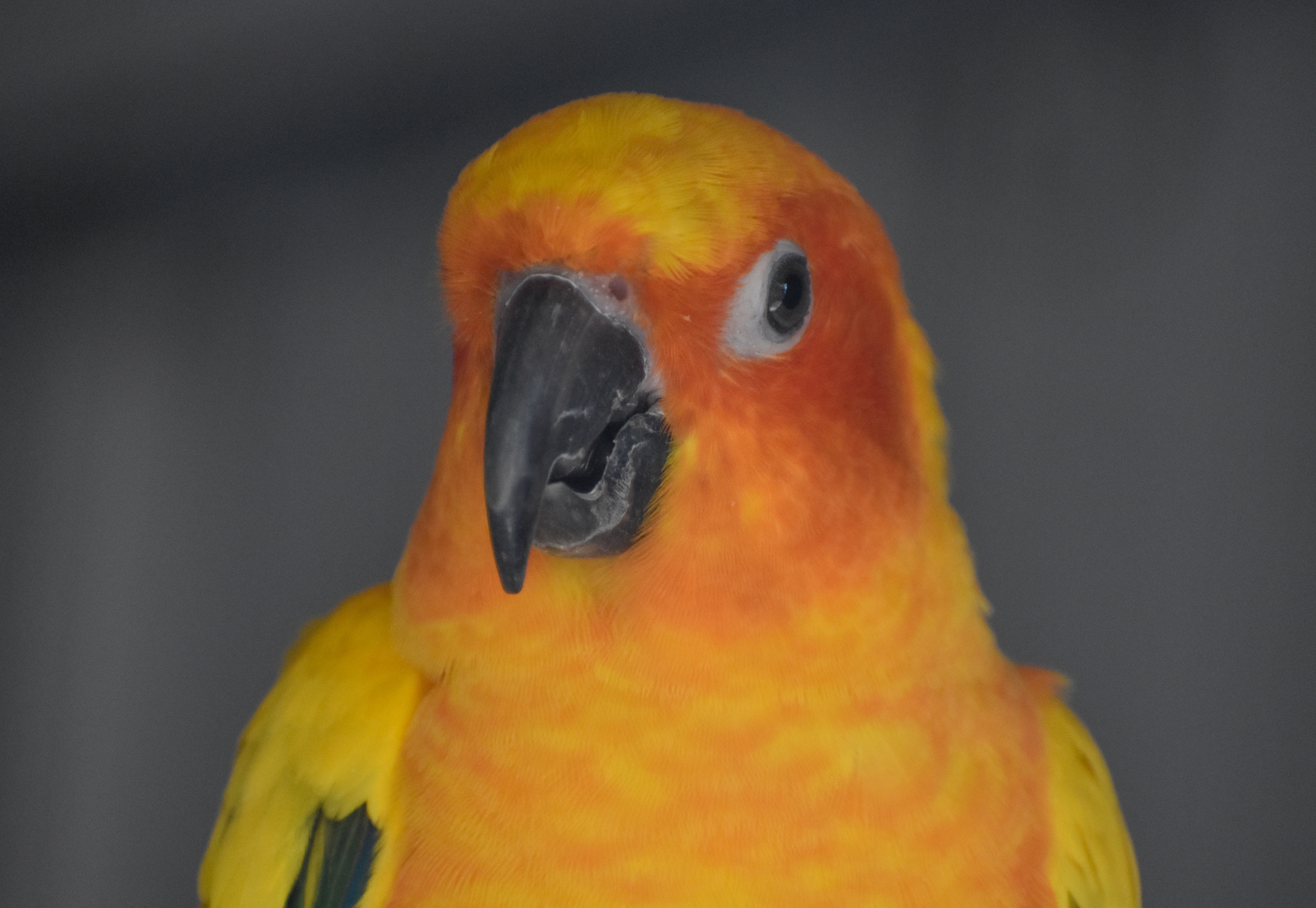 Sun Conure