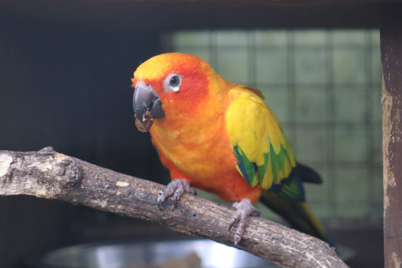 Sun Conure