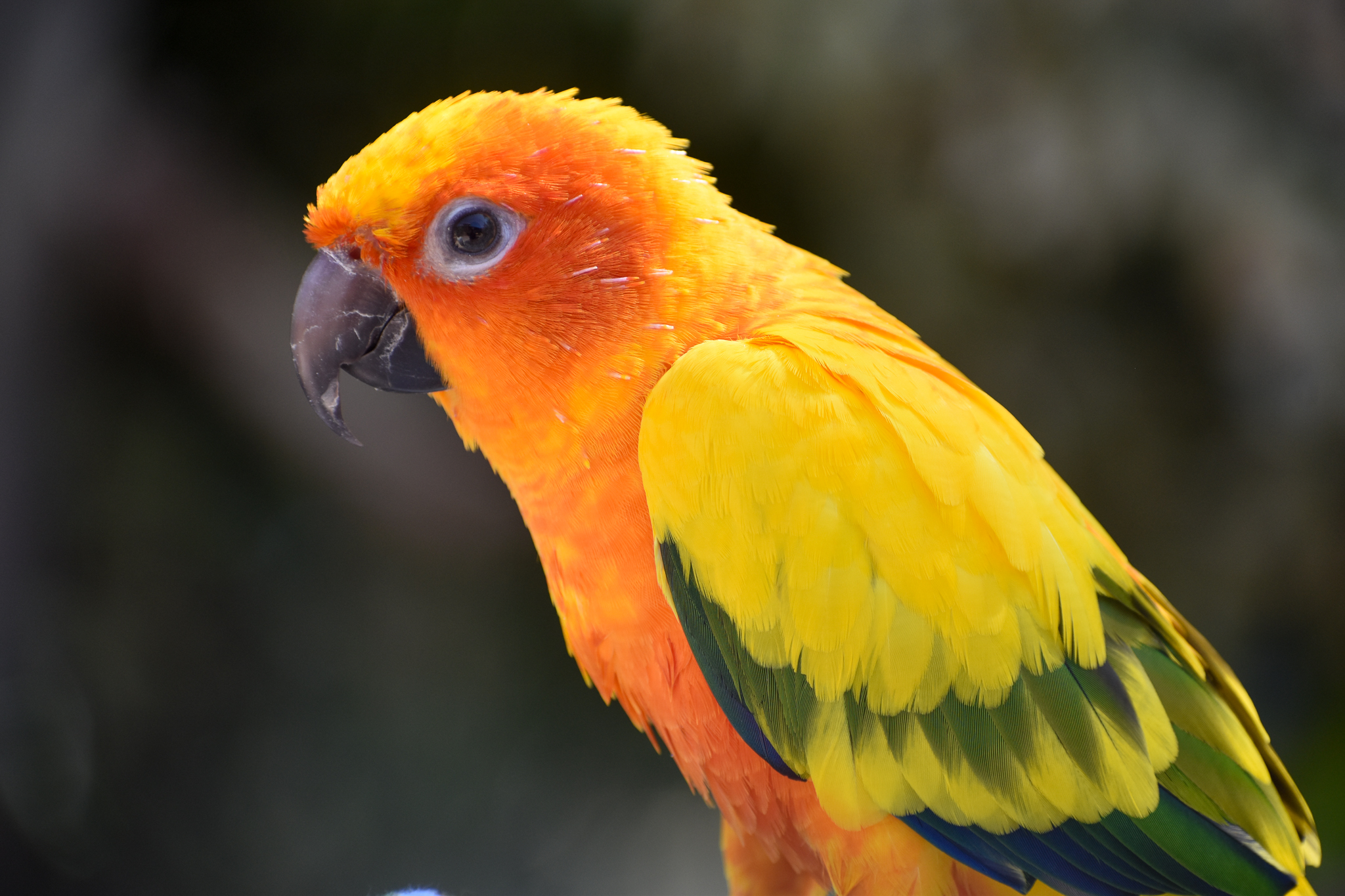 Sun Conure