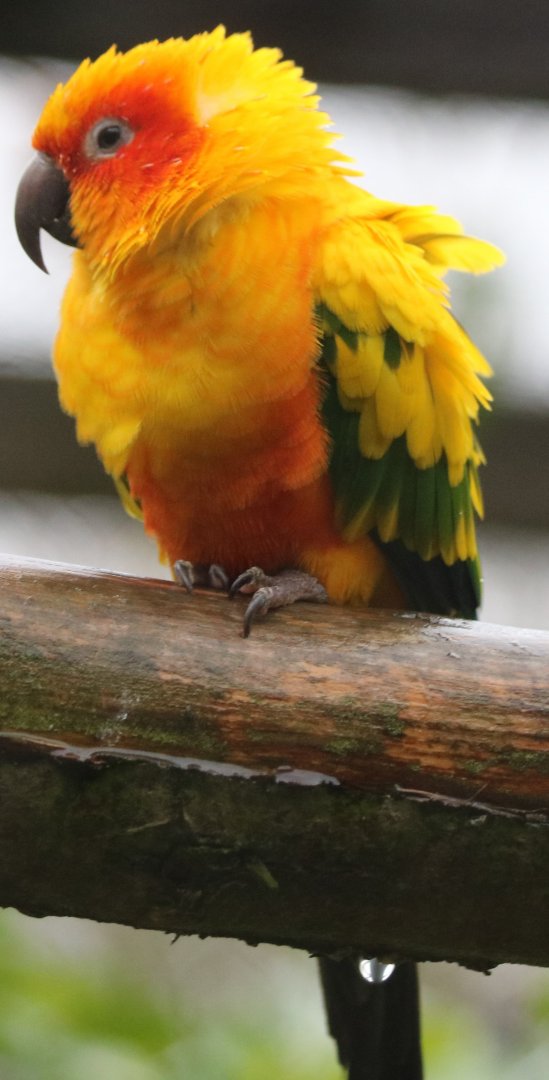 Sun Conure