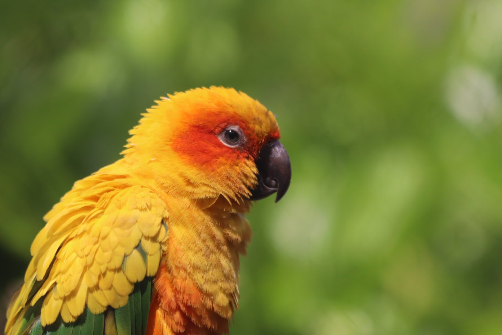 Sun Conure