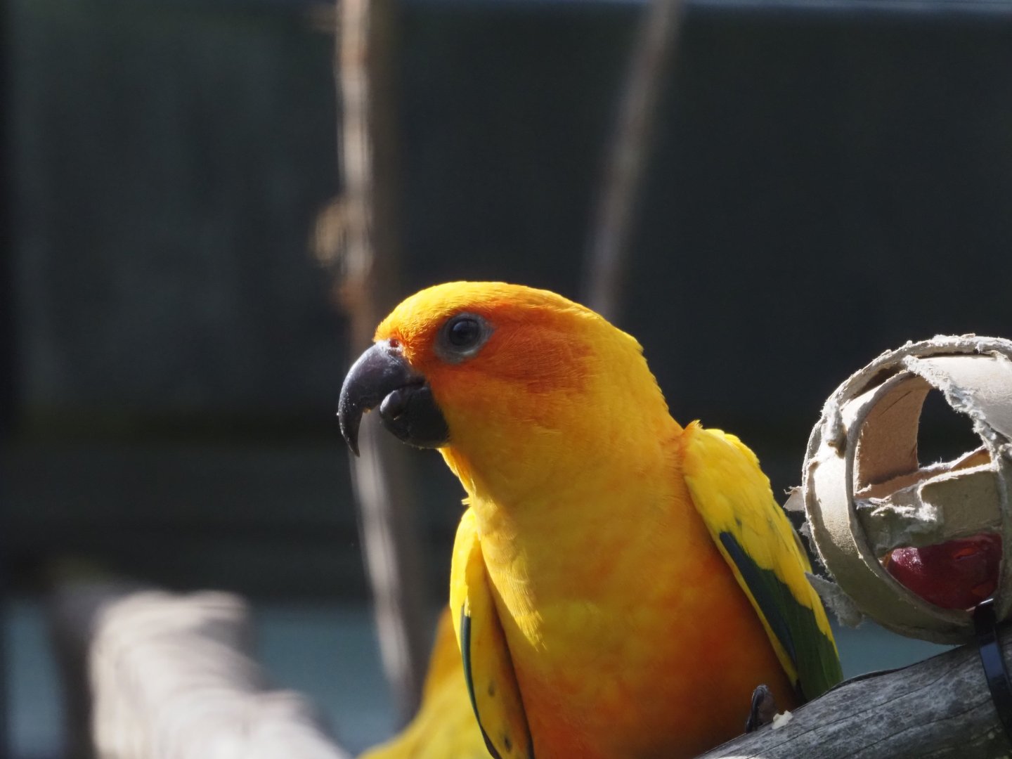 Sun Conure