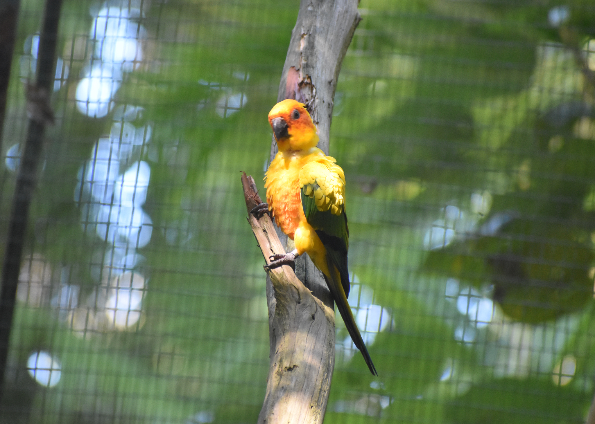 Sun Conure
