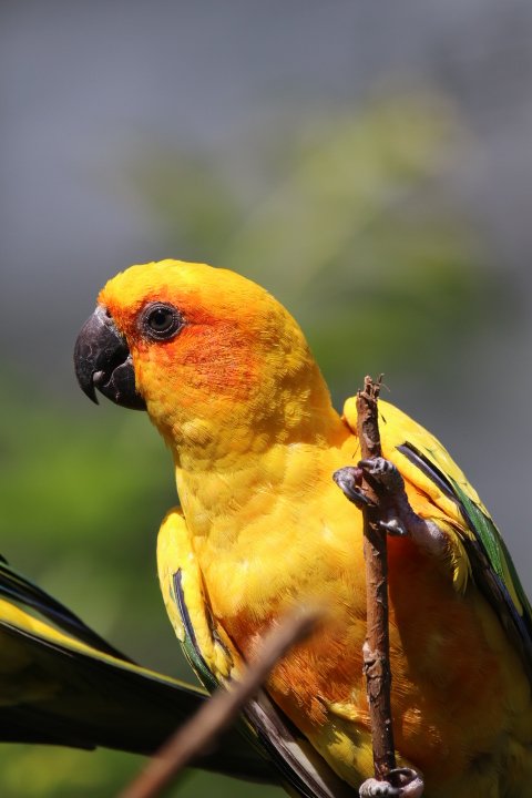 Sun conure