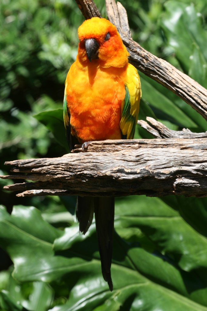 Sun Conure