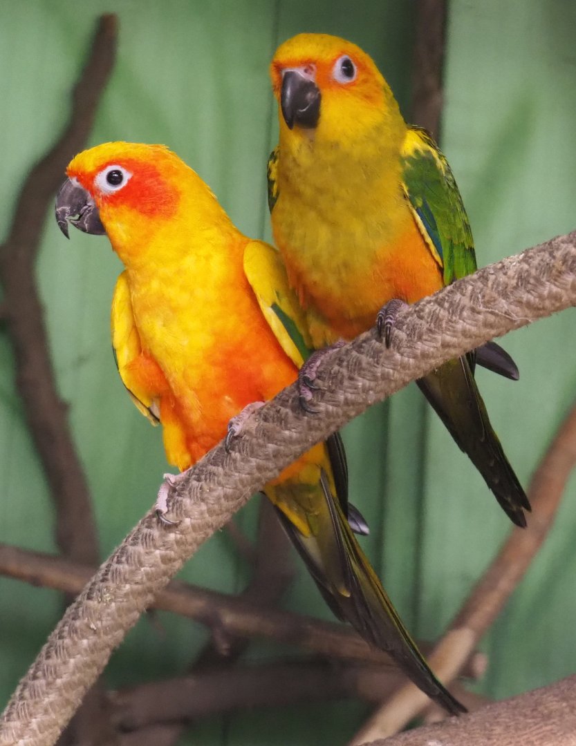 Sun conures, adult and juvenile (Aratinga solstitialis), 2020-06-20