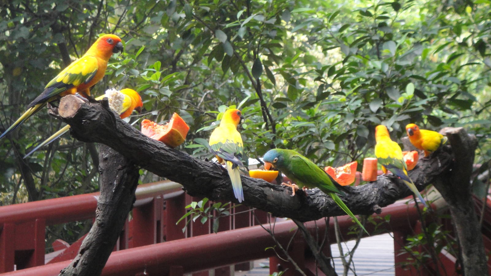 Sun Conures and Blue Crowned Conures at Jungle Jewels