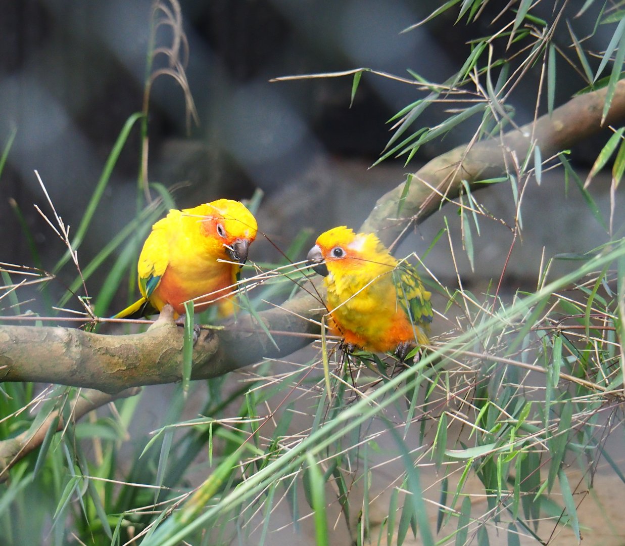 Sun conures (Aratinga solstitialis), 2019-06-26