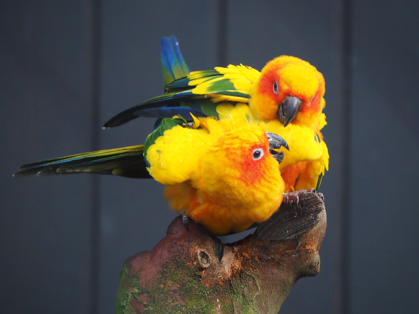 Sun conures (Aratinga solstitialis), 2019-12-28