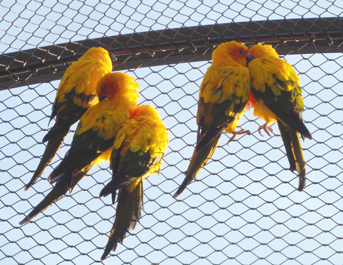 Sun conures (Aratinga solstitialis), 2020-09-20