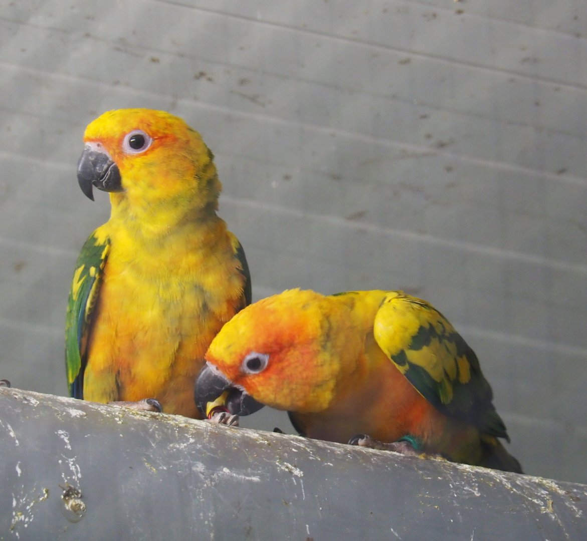 Sun conures (Aratinga solstitialis), 2021-06-15