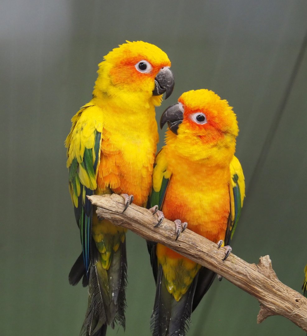 Sun conures (Aratinga solstitialis), 2021-06-15