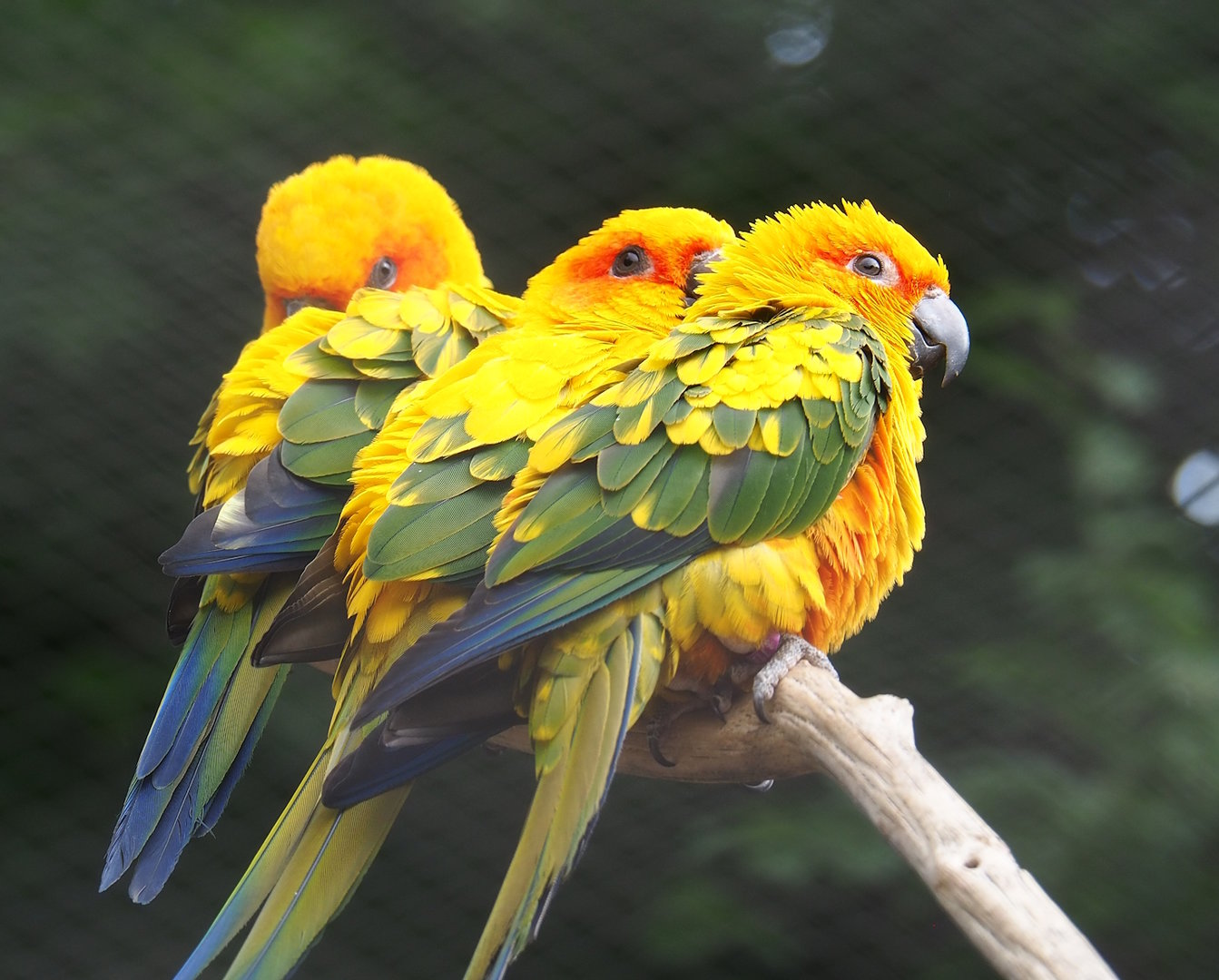 Sun conures (Aratinga solstitialis), 2022-07-10