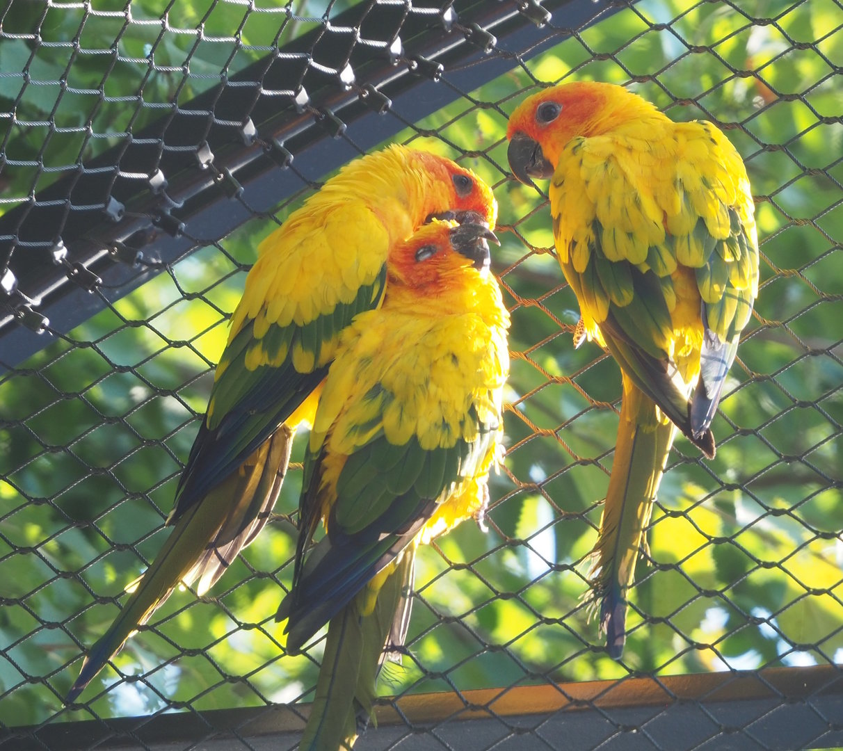 Sun conures (Aratinga solstitialis), 2022-08-16