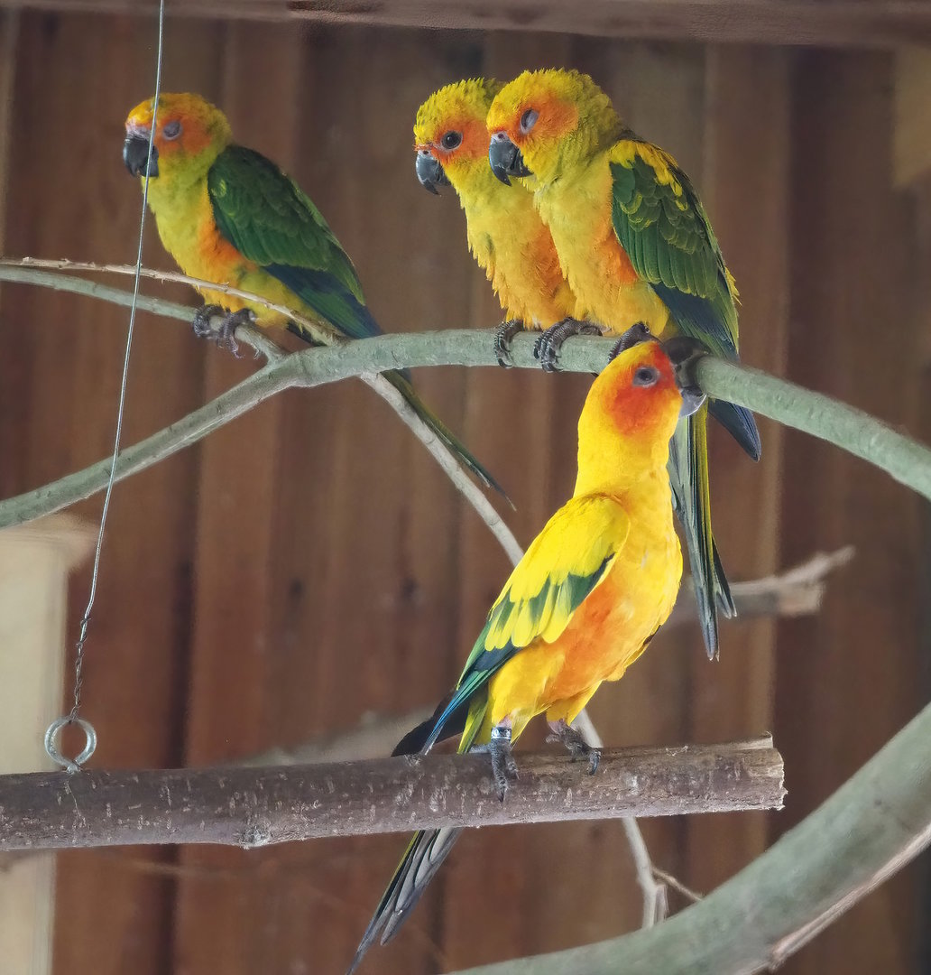 Sun conures (Aratinga solstitialis), 2022-08-20
