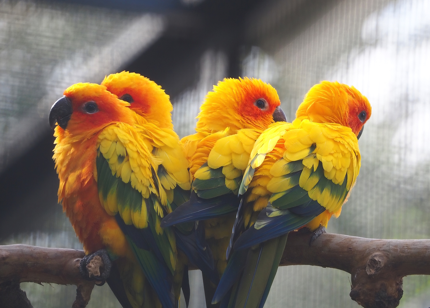 Sun conures (Aratinga solstitialis), 2022-08-28