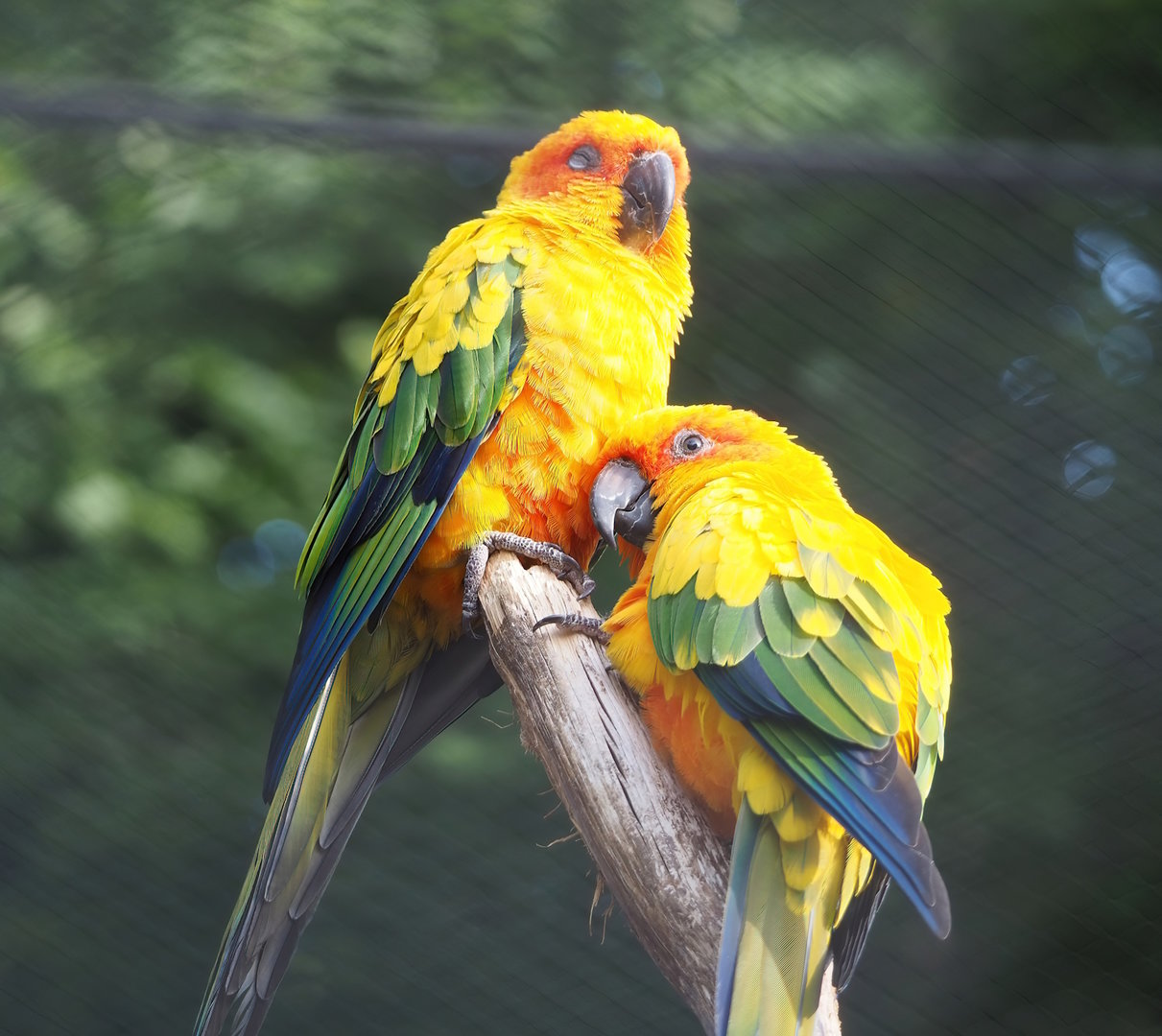 Sun conures (Aratinga solstitialis), 2022-09-04