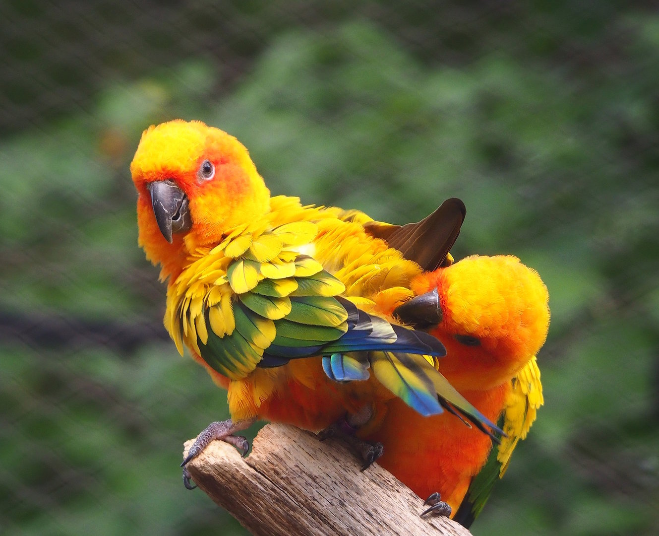 Sun conures (Aratinga solstitialis), 2022-10-29