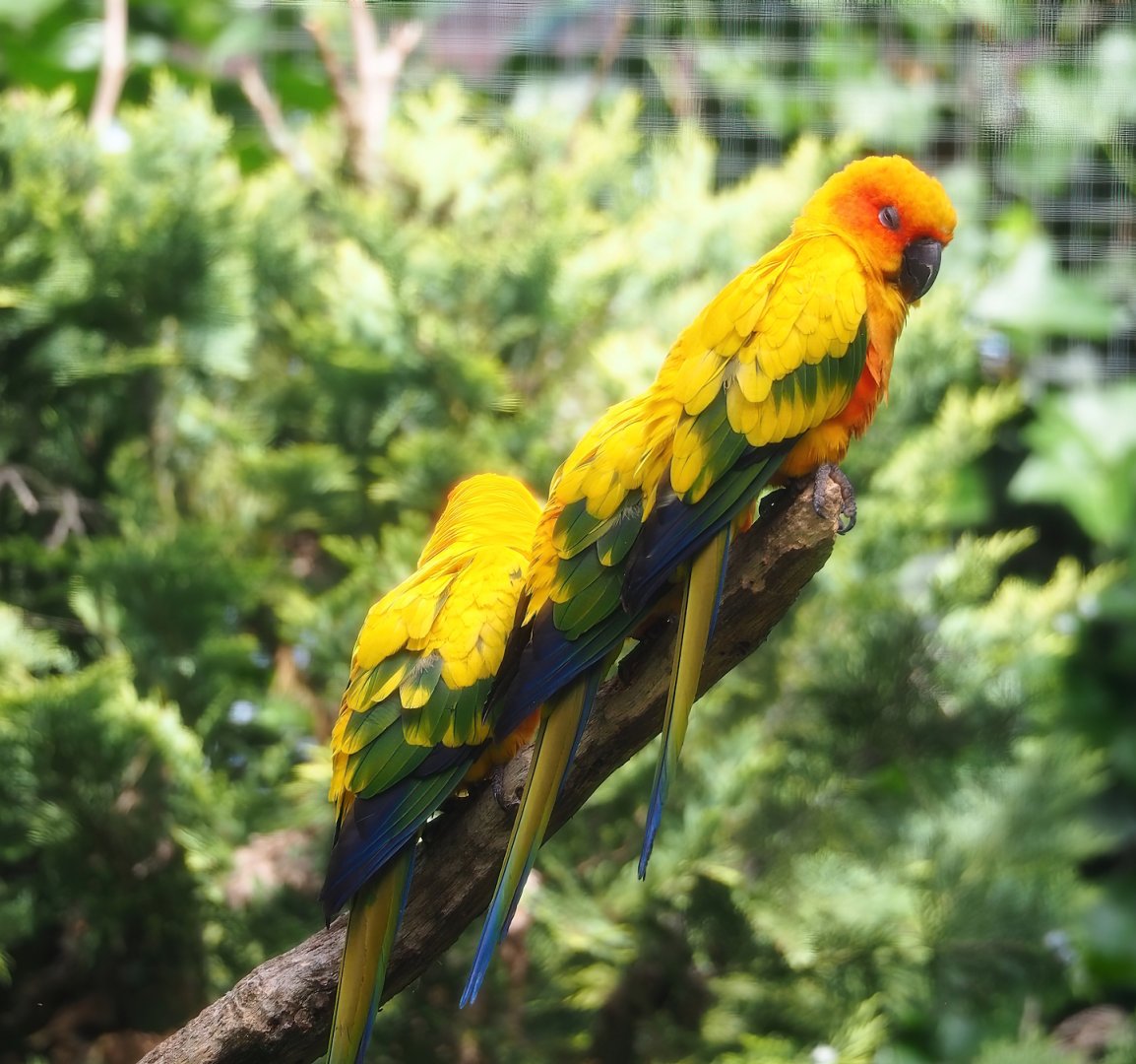 Sun conures (Aratinga solstitialis), 2023-07-18
