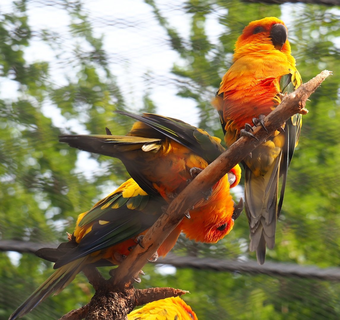Sun conures (Aratinga solstitialis), 2023-07-22