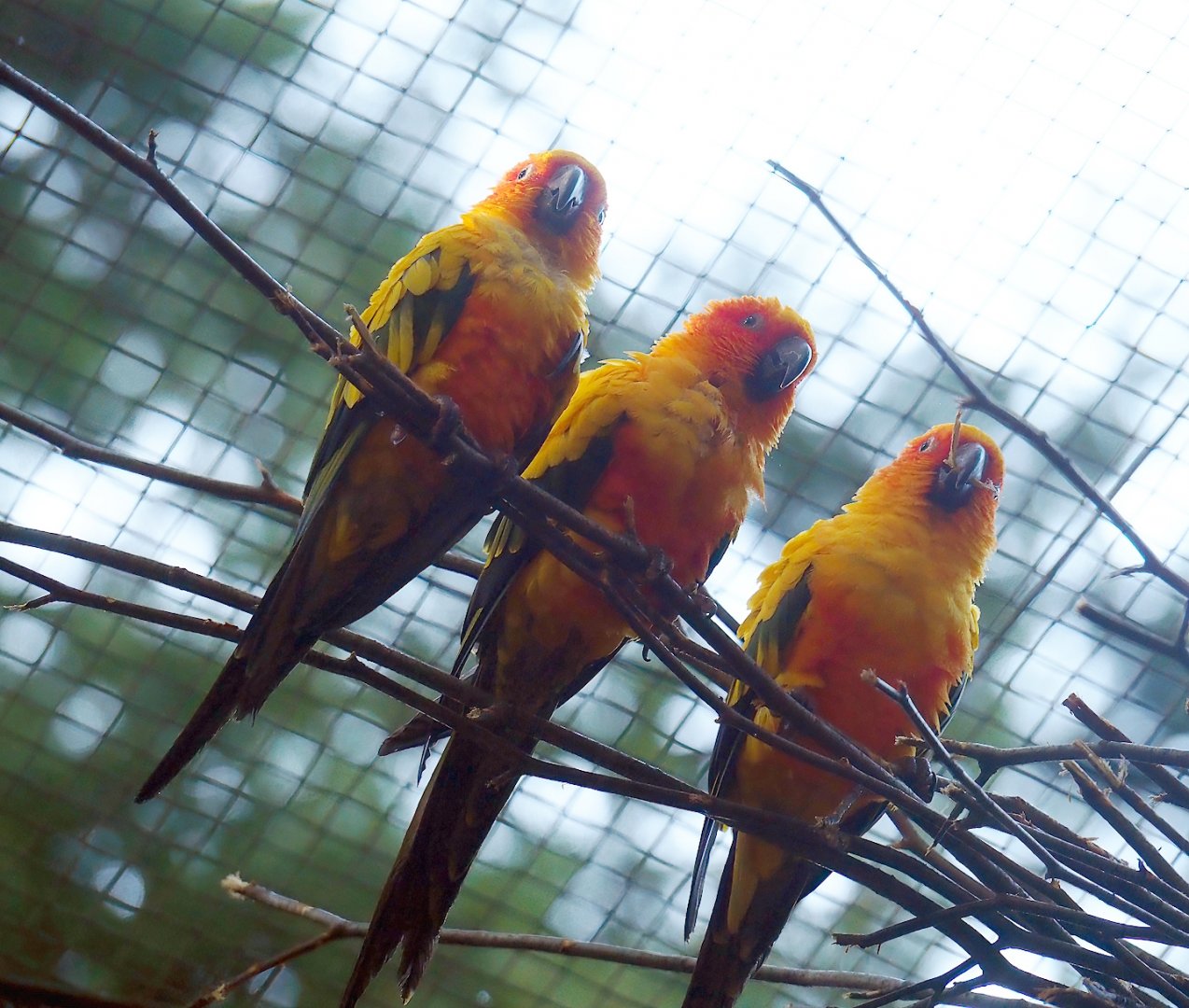 Sun conures (Aratinga solstitialis), 2023-09-24