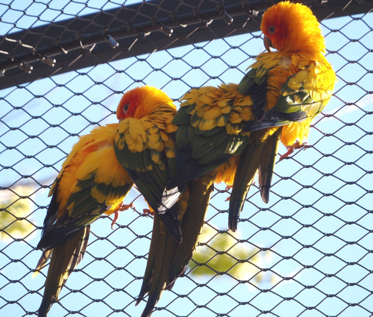 Sun conures (Aratinga solstitialis), 2024-03-09