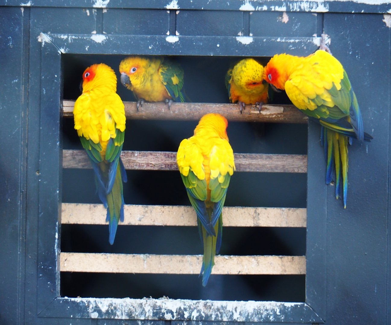 Sun conures (Aratinga solstitialis), Jan 20th, 2019