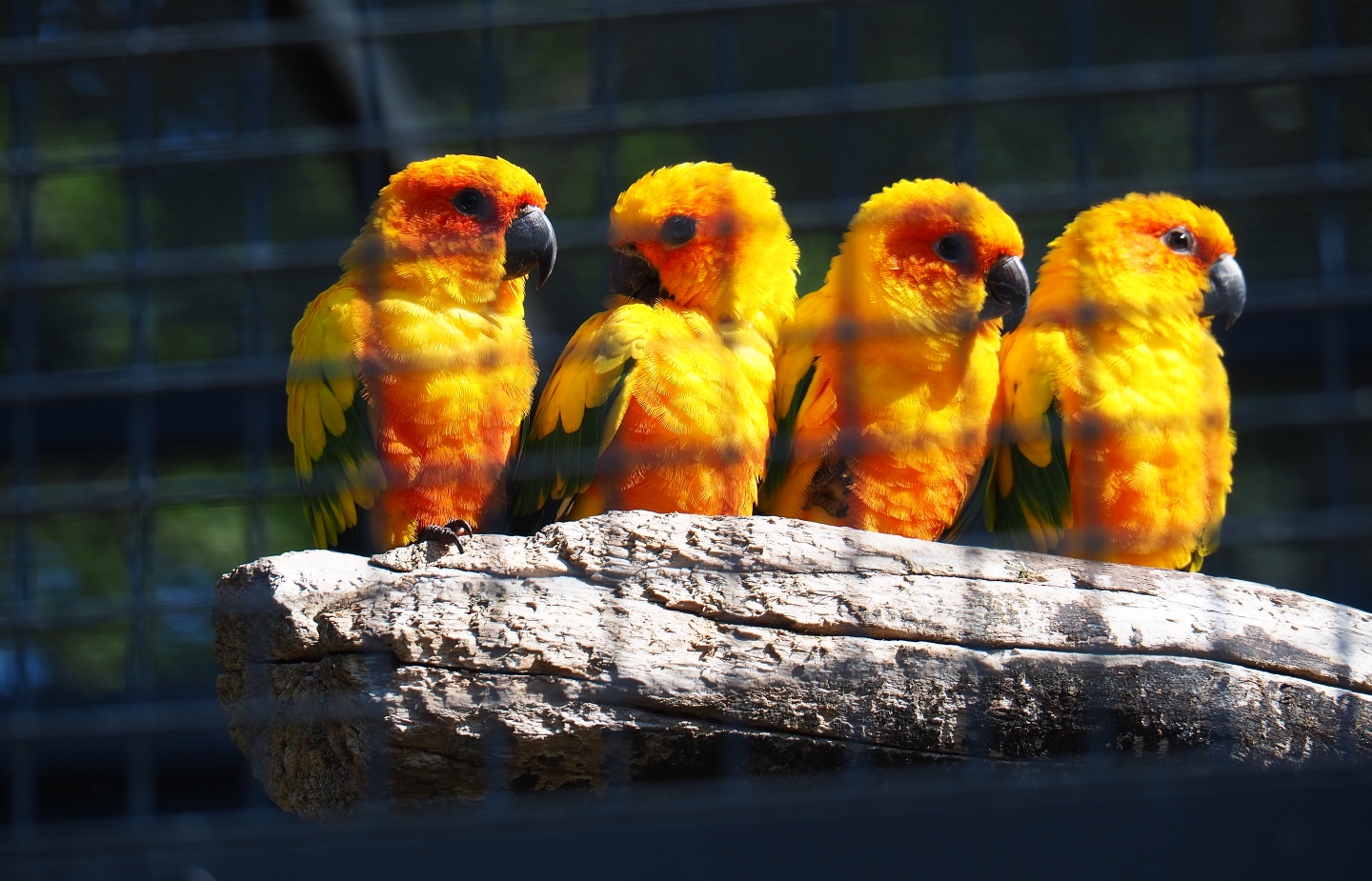 Sun conures (Aratinga solstitialis), Sep 2nd, 2018