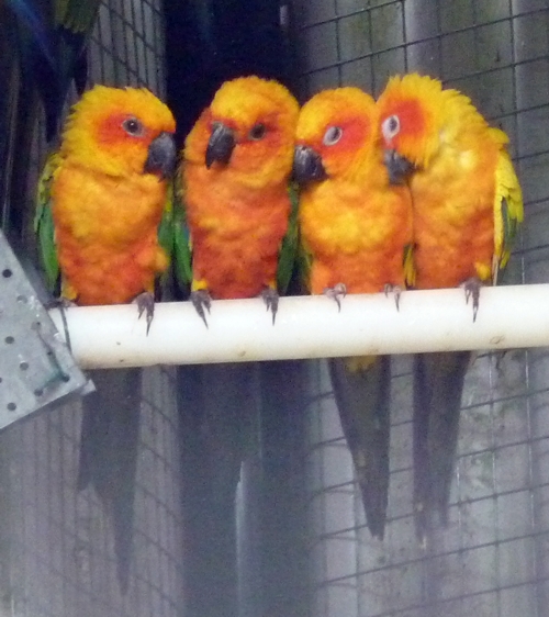 Sun conures (Aratinga solstitialis) warming together