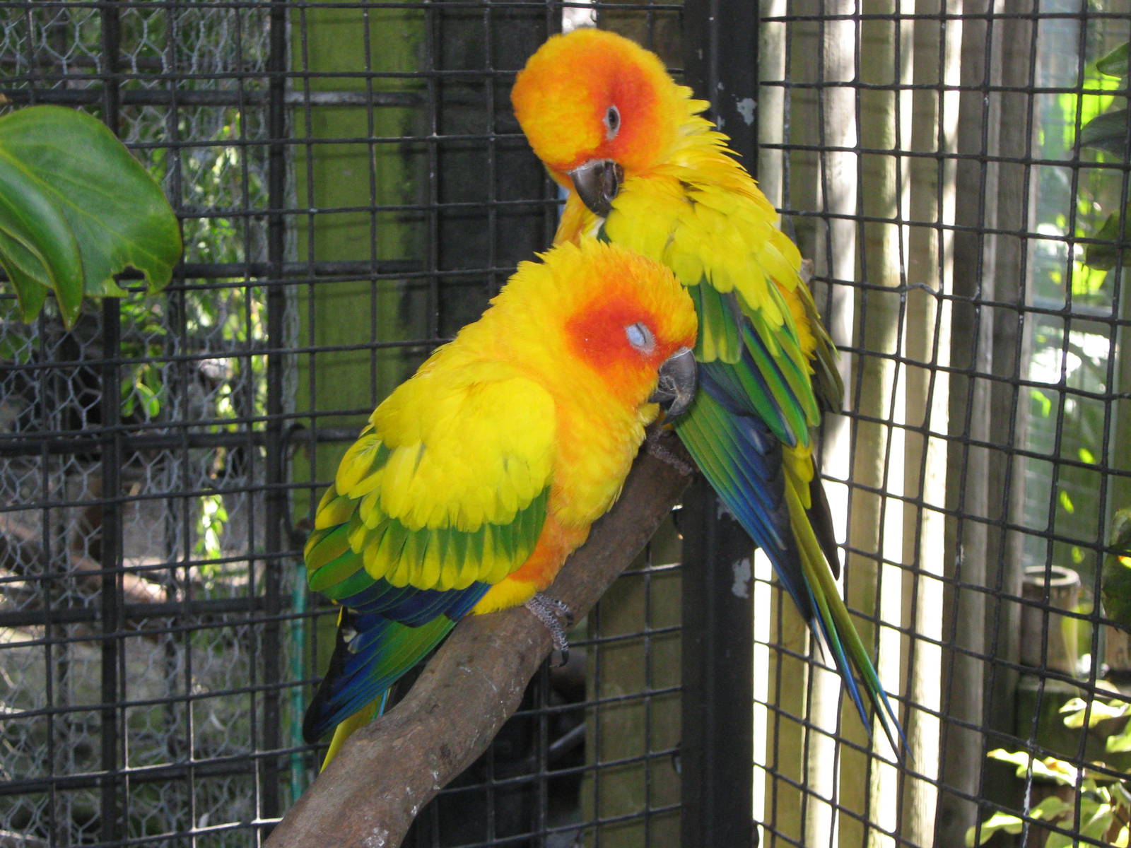 sun conures (Aratinga solstitialis)