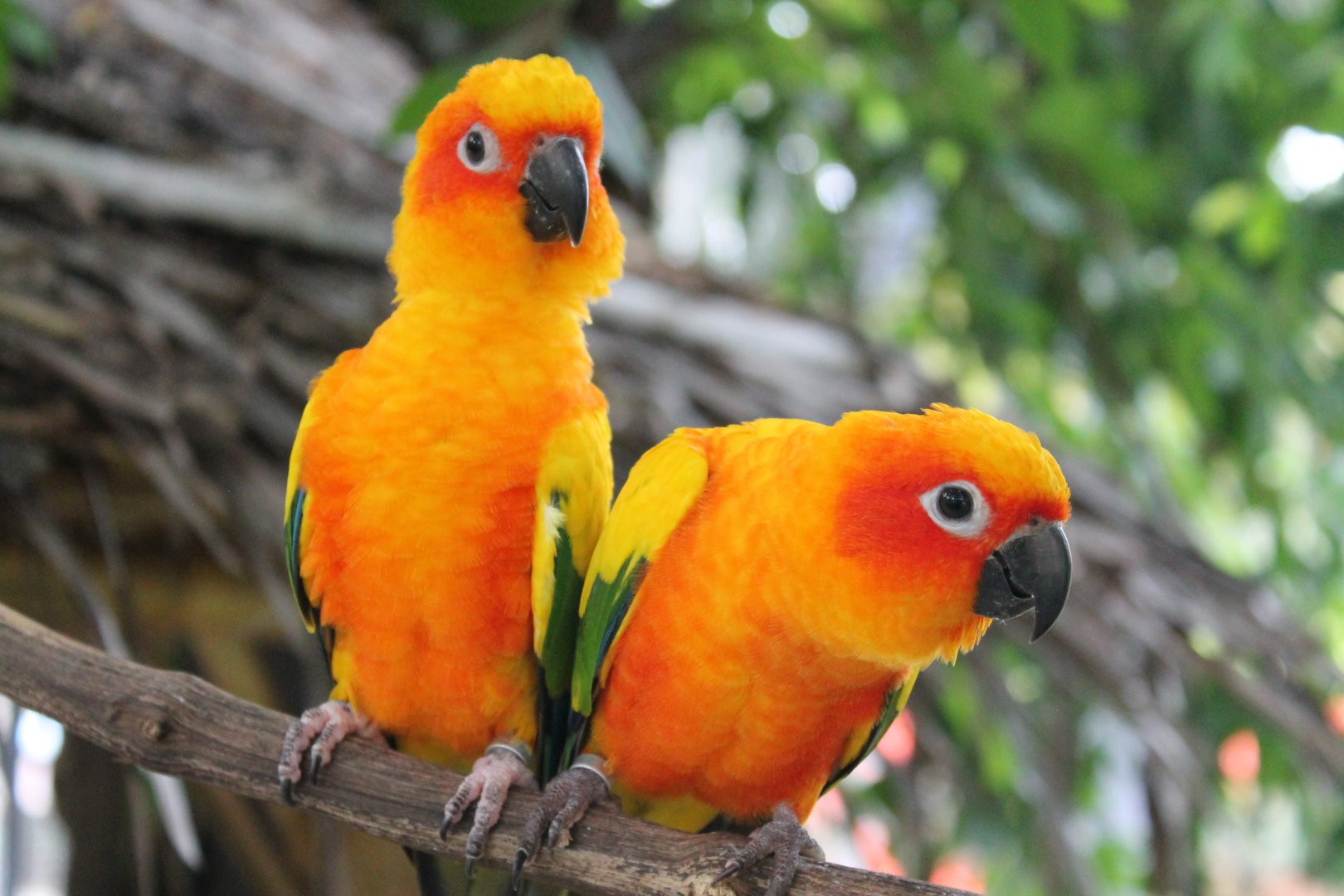 Sun Conures (Aratinga solstitialis)