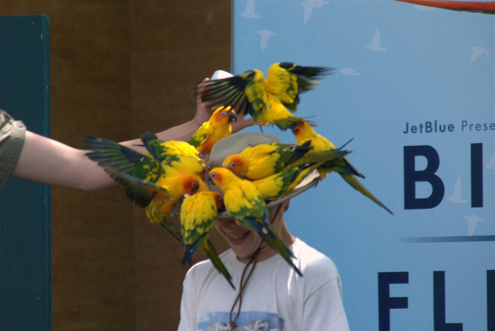 Sun conures attacking boy