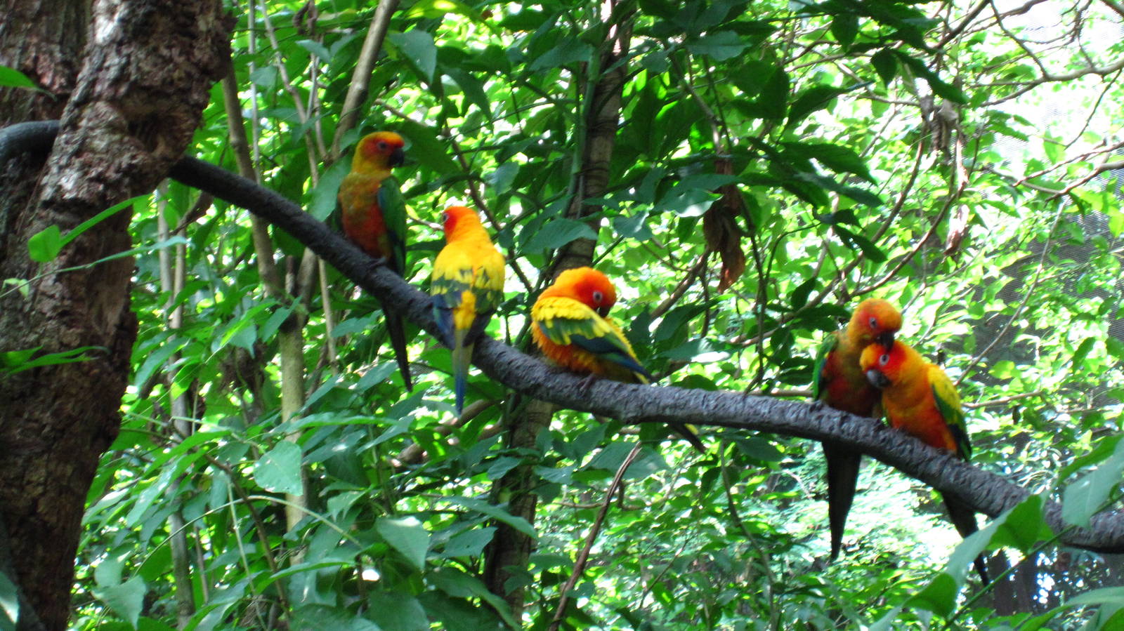 Sun Conures, Jungle Jewels - Jurong Bird Park