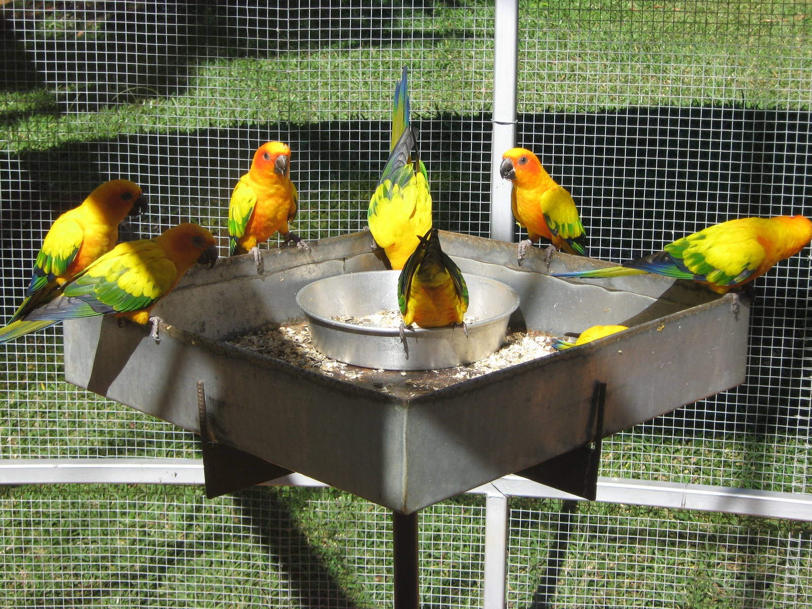 sun conures
