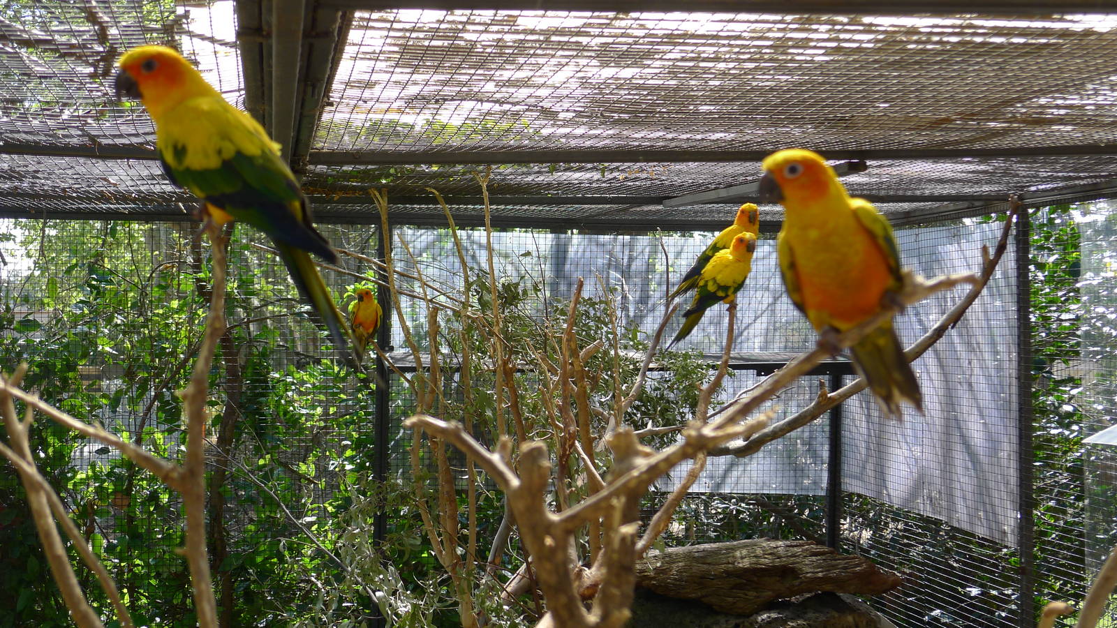 Sun Conures
